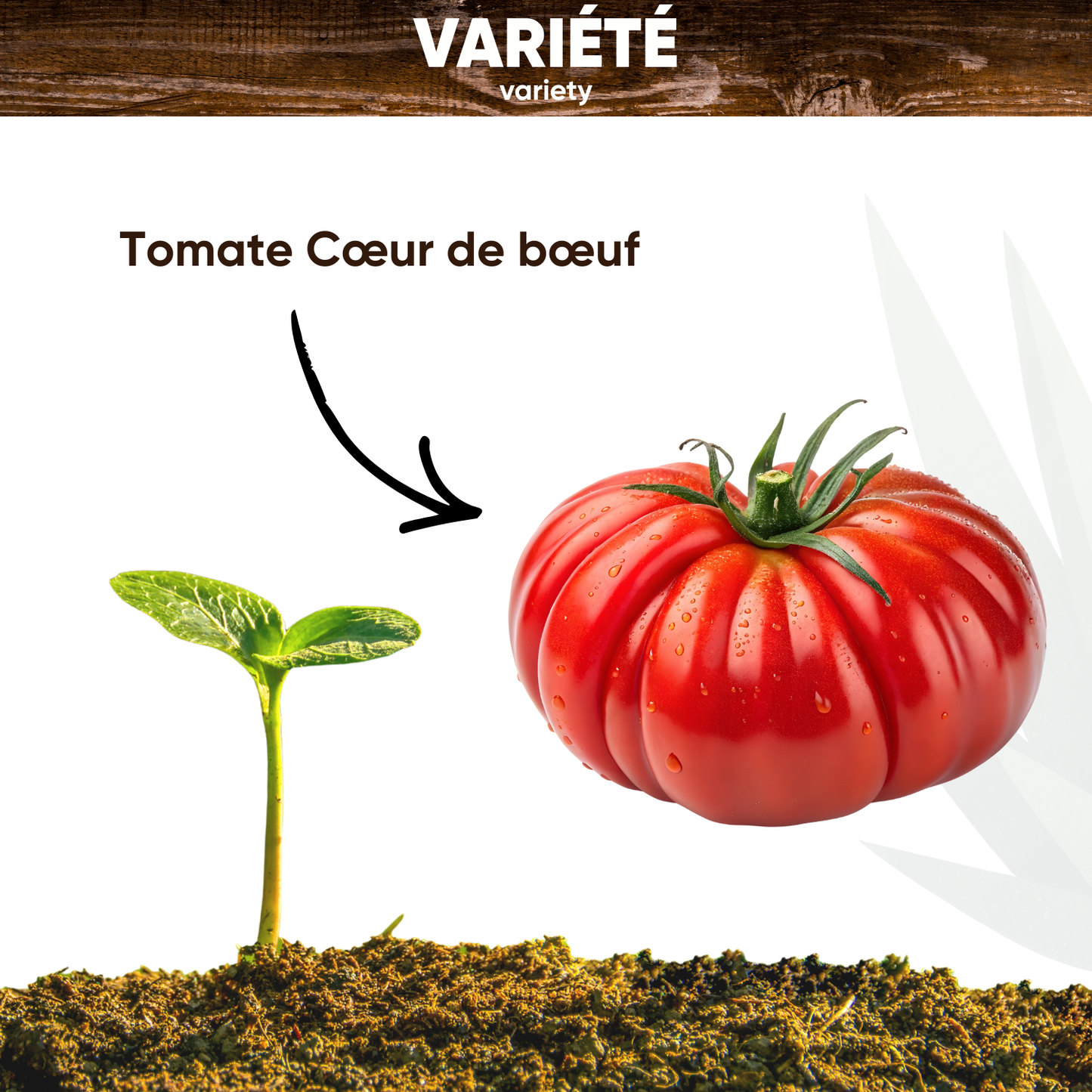 Graines de Tomate Cœur de Bœuf