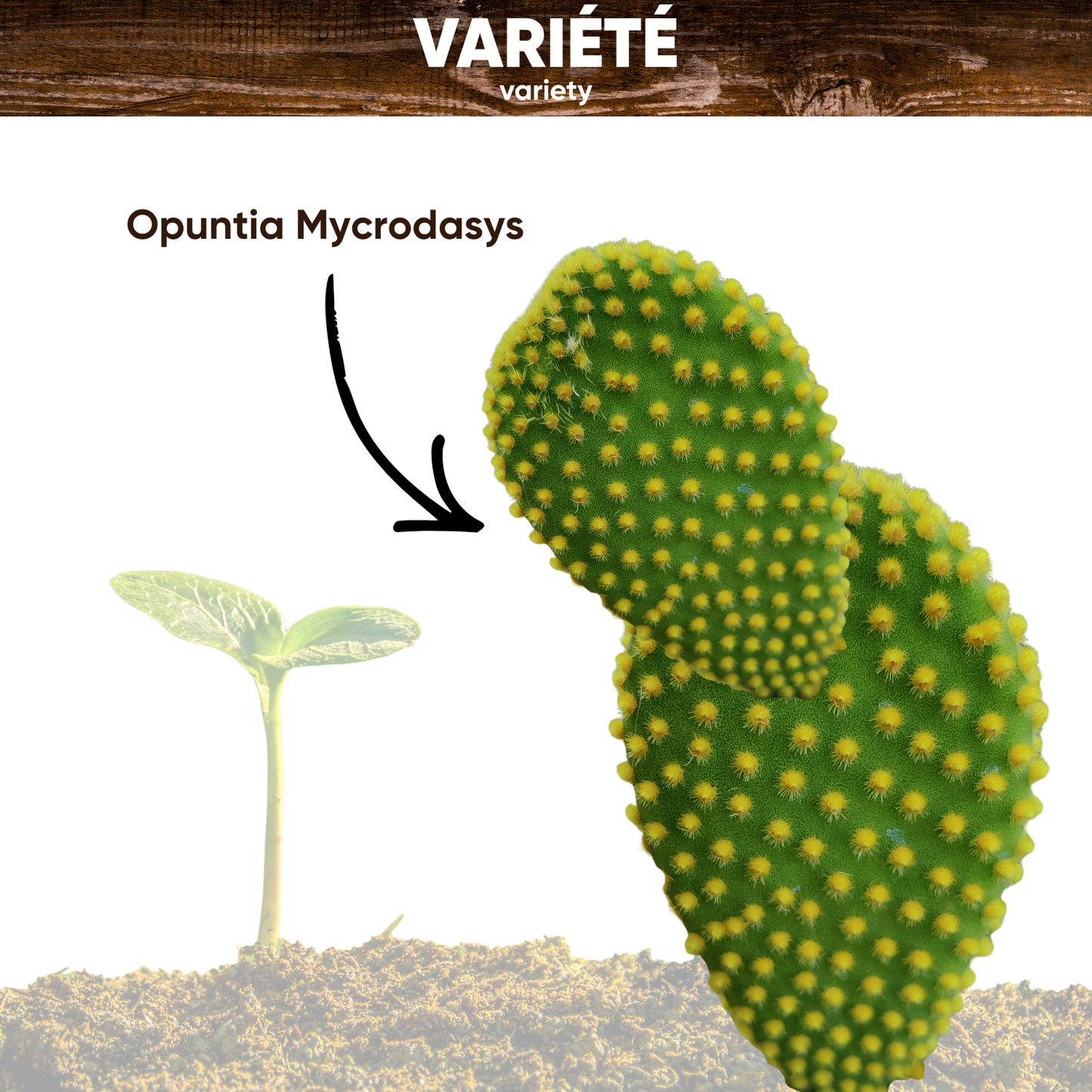 Graines d'Opuntia Microdasys