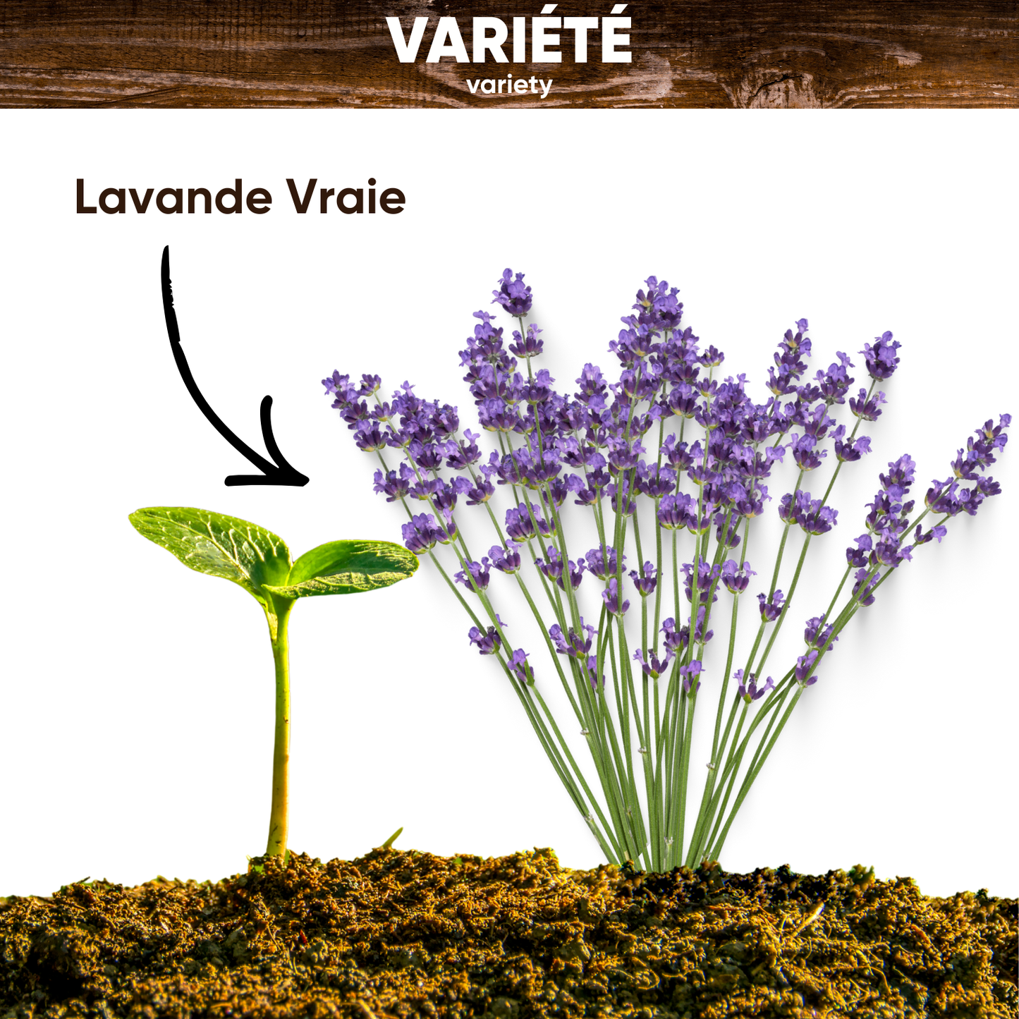 Graines de Lavande Vraie