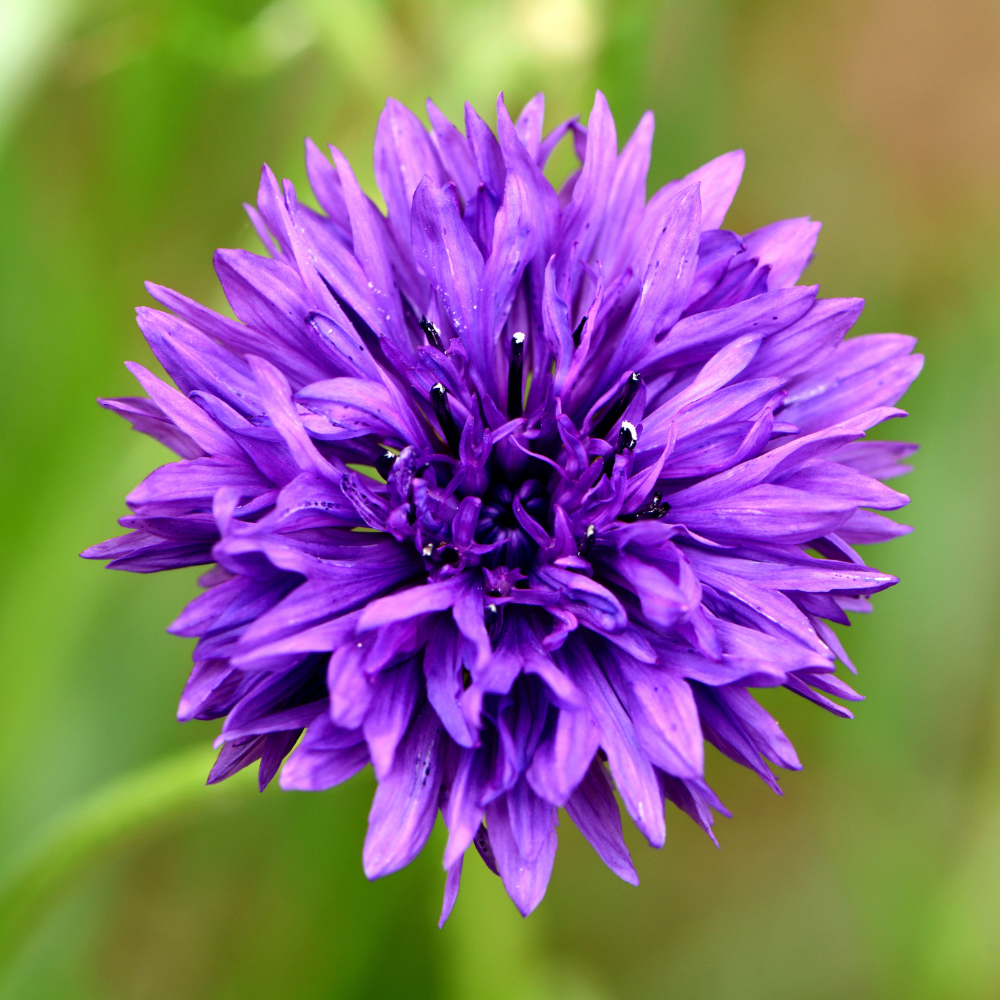 Graines de Bleuet Violet (Centaurea cyanus) – Fleurs annuelles à semer