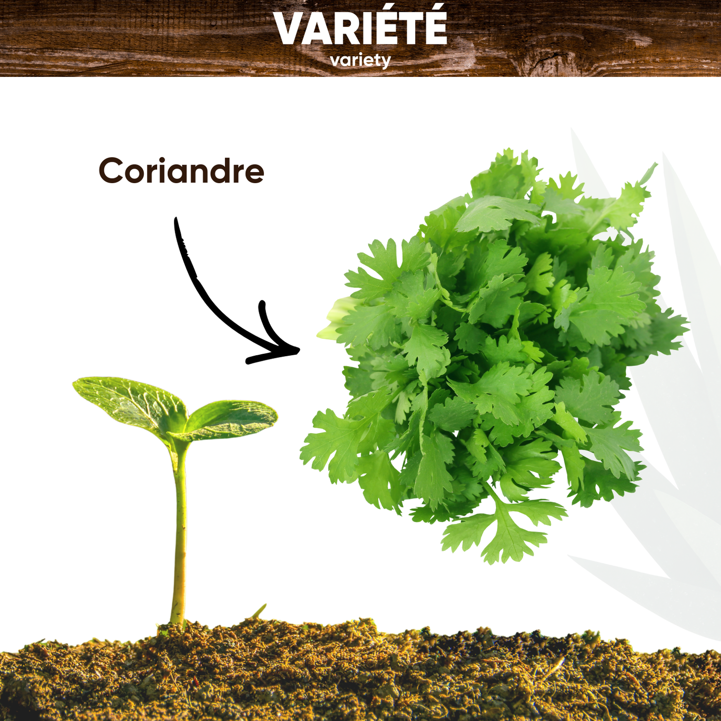 Graines de Coriandre