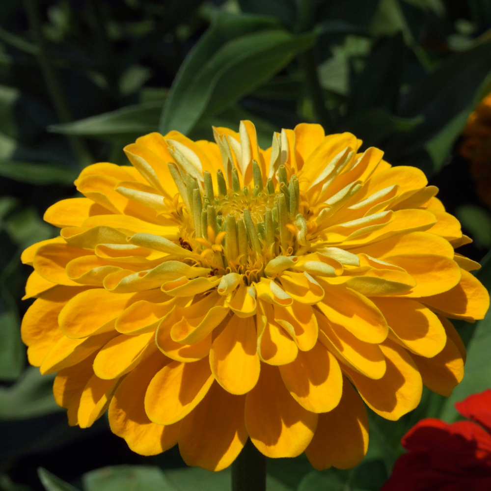 Graines de Zinnias Jaune 'Golden State' (Zinnia elegans) – Fleurs doubles à semer