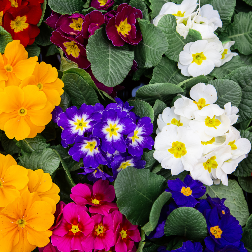 Graines de Pétunia Mix (Petunia hybrida) – Fleurs annuelles à semer
