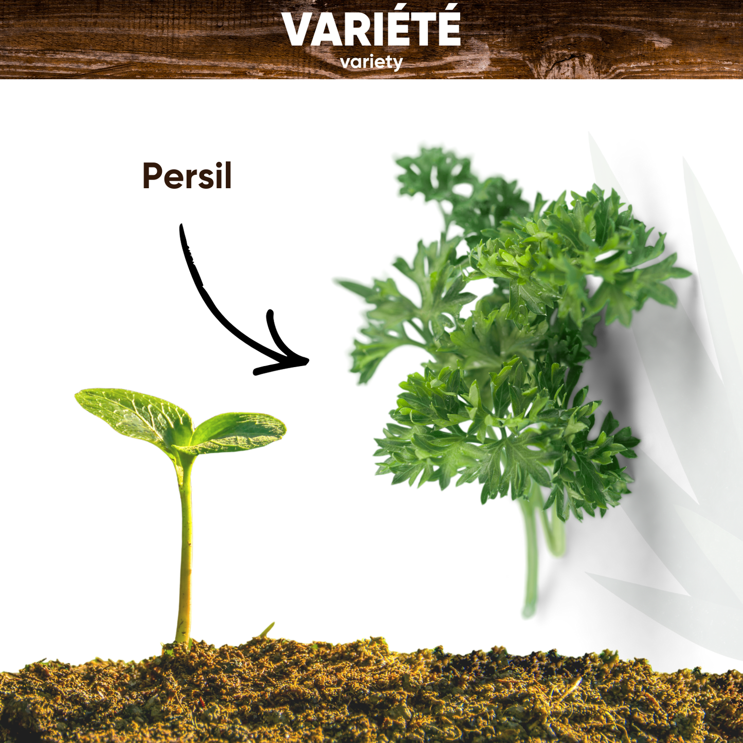 Graines de Persil