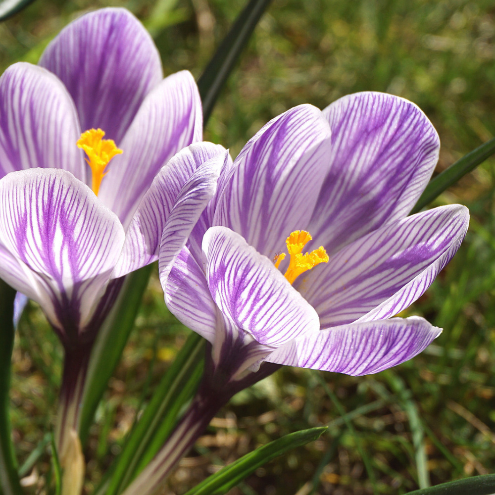 Bulbe de Safran (Crocus sativus) – Crocus à fleurs et épice à cultiver