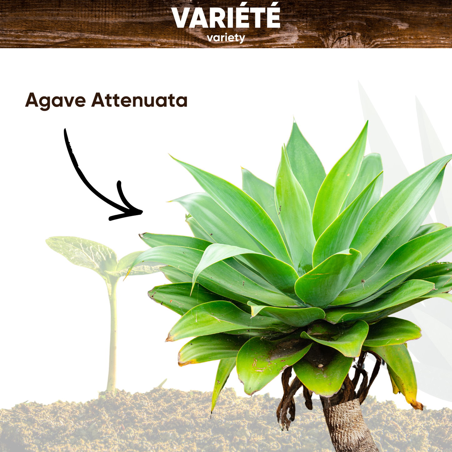 Graines d'Agave Americana