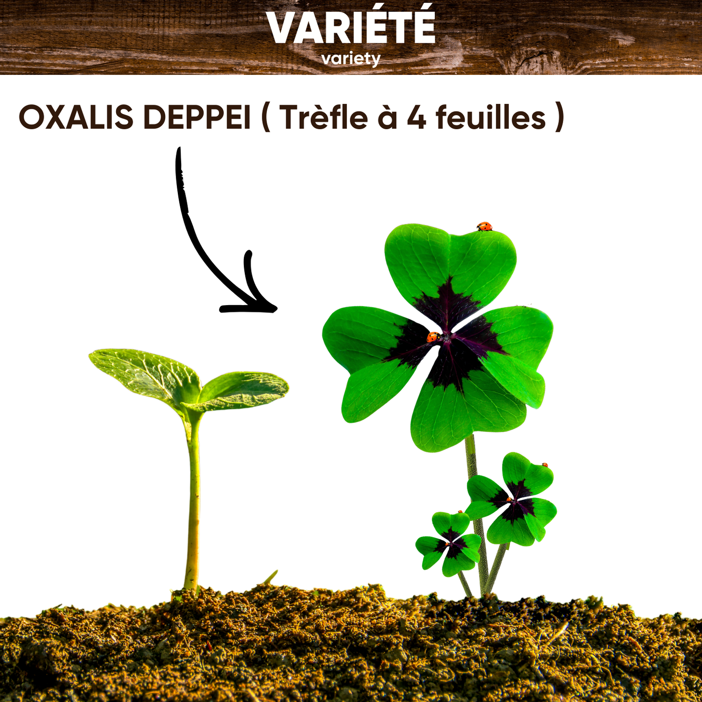 Bulbes d'Oxalis Deppei