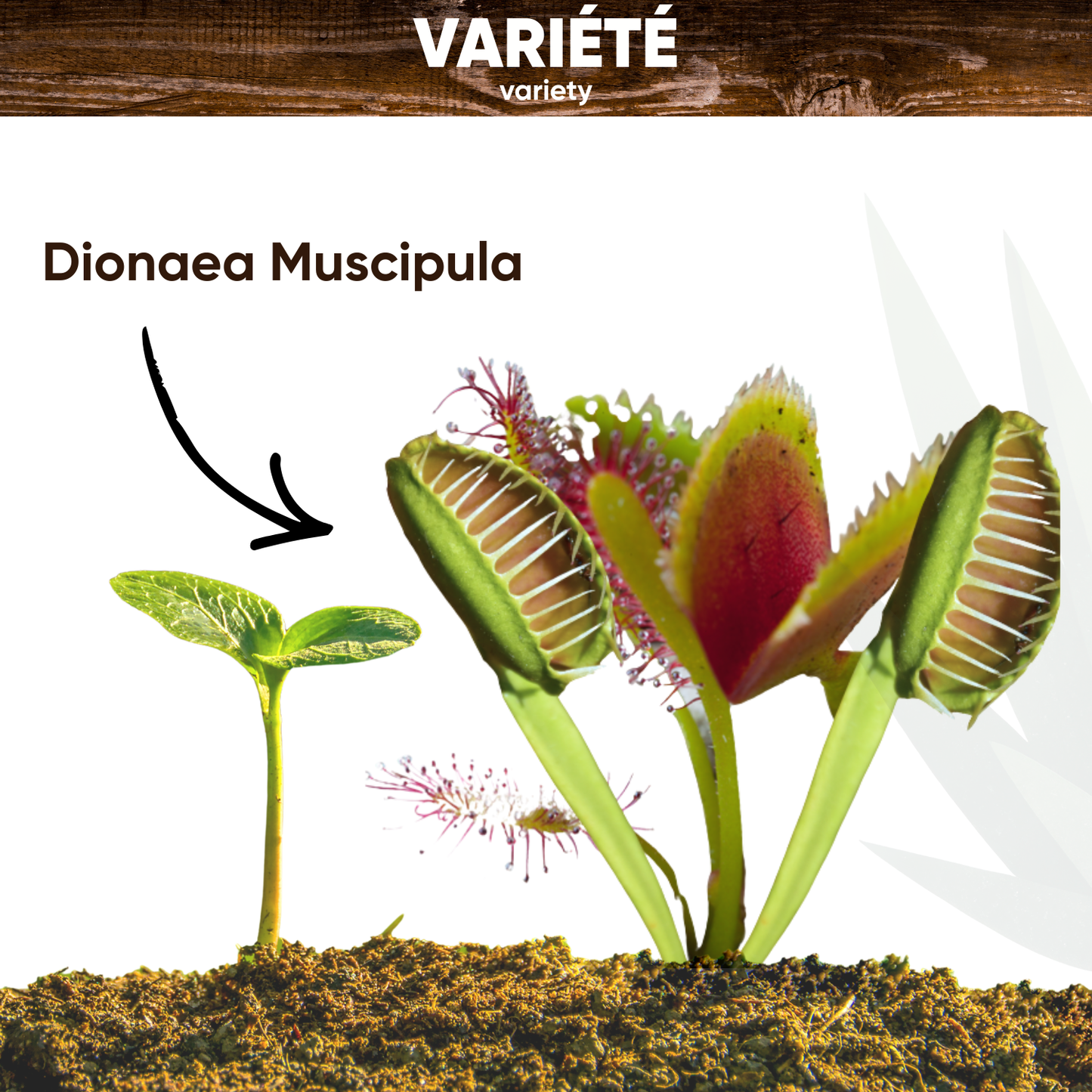 Graines de Dionée Attrape-Mouches
