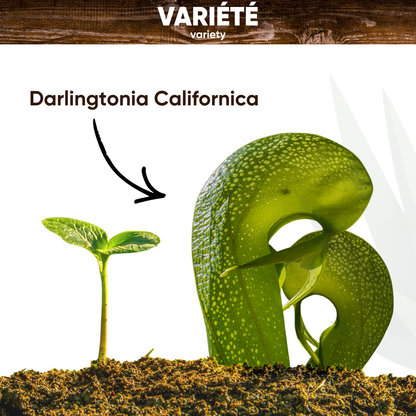 Graines de Darlingtonia Californica