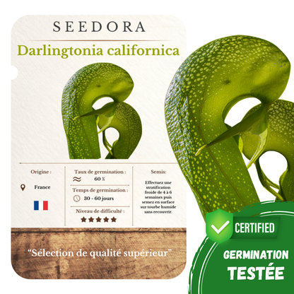 Graines de Darlingtonia Californica