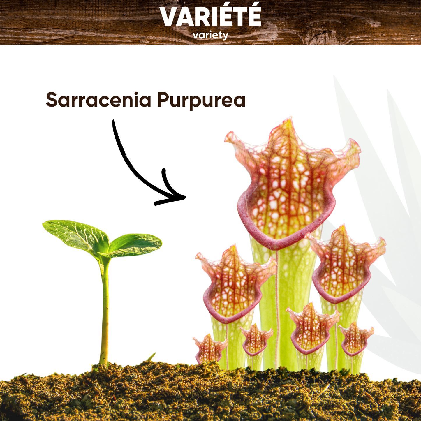 Graines de Sarracenia
