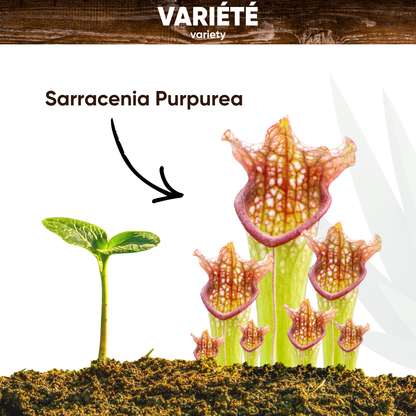 Graines de Sarracenia