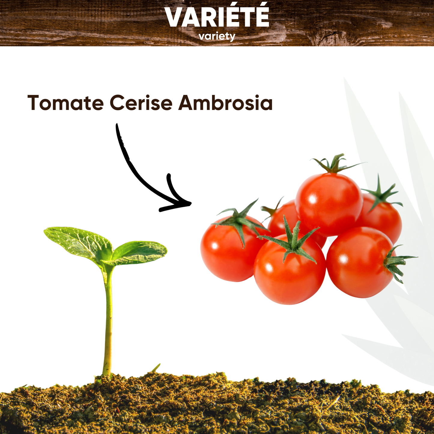 Graines de Tomate Cerise Ambrosia