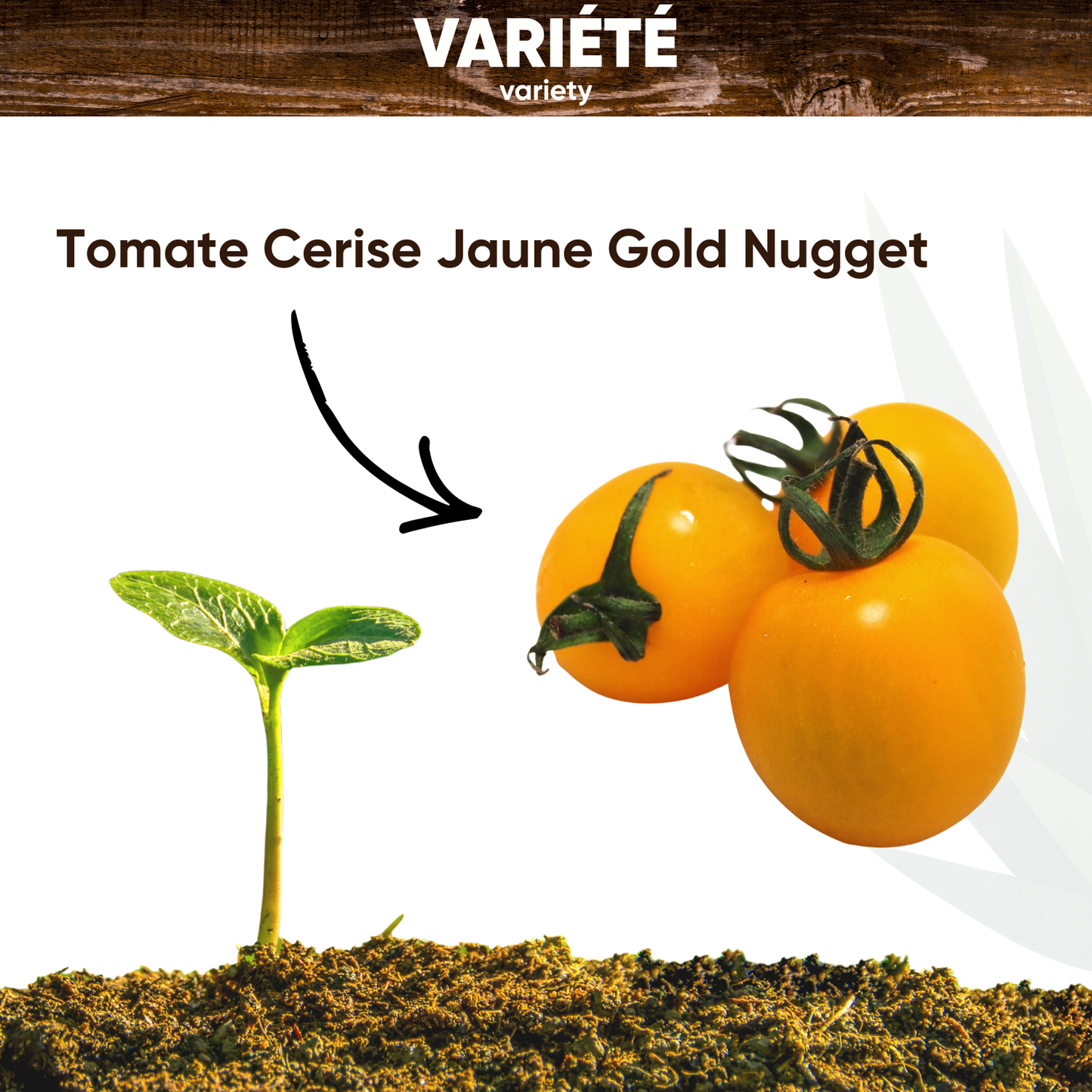 Graines de Tomate Cerise Gold Nugget