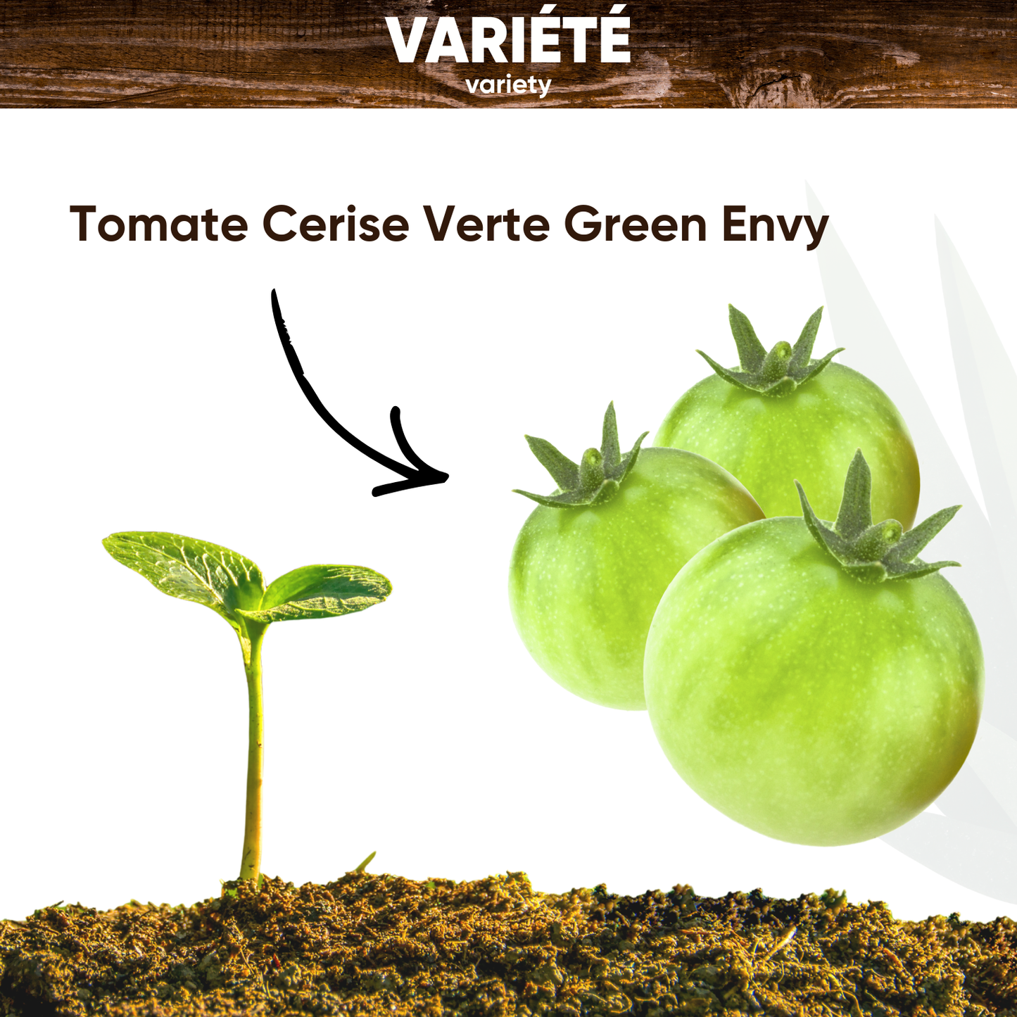 Graines de Tomate Cerise Green Envy