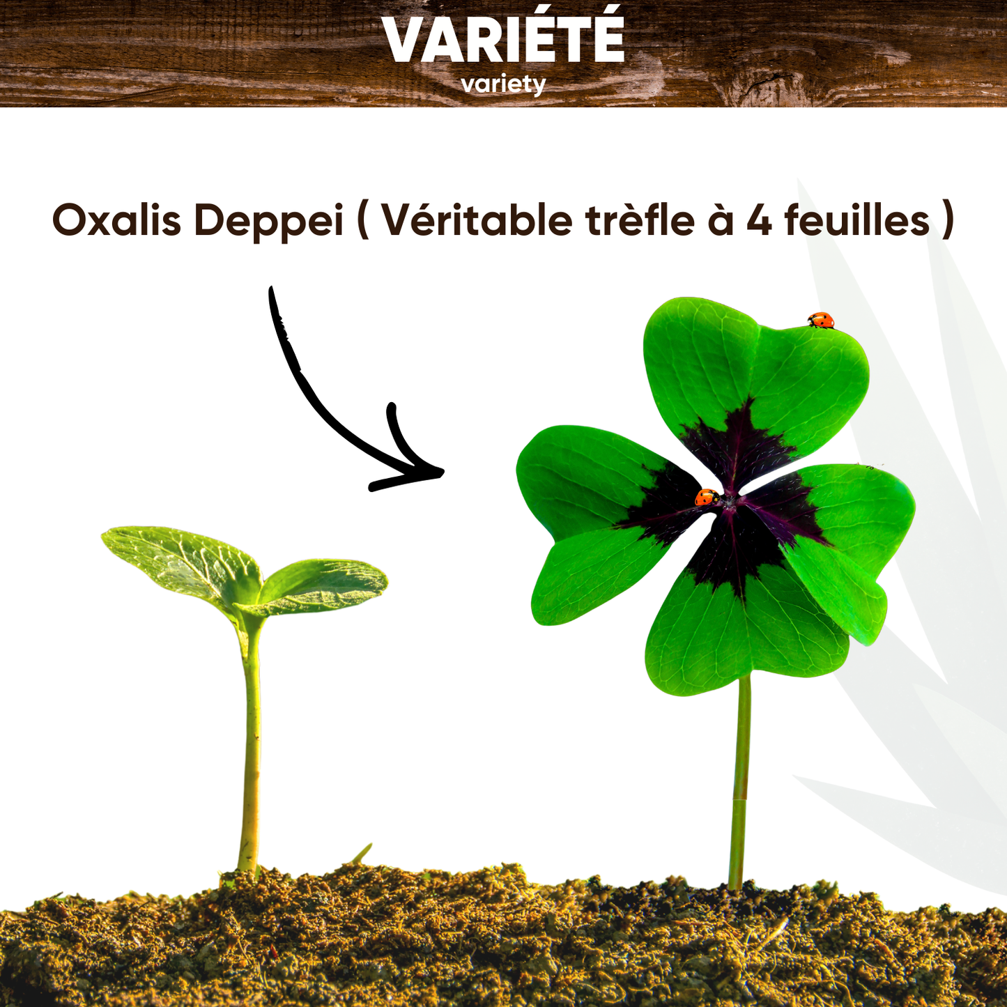 Mini Kit Trèfle à 4 Feuilles