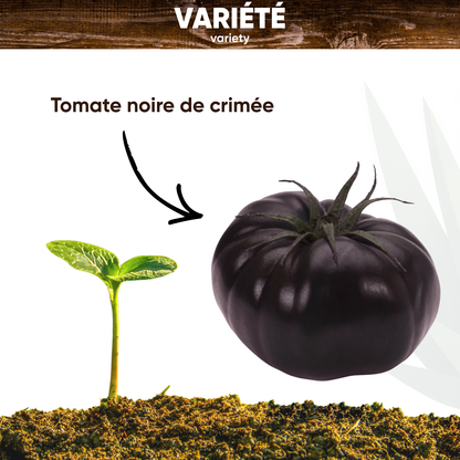 Graines de Tomate Noire de Crimée