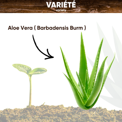 Graines d'Aloe Vera