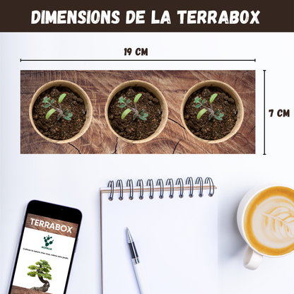Kit Dionée Attrape-Mouche Plante Carnivore à Faire Pousser – Nopalia