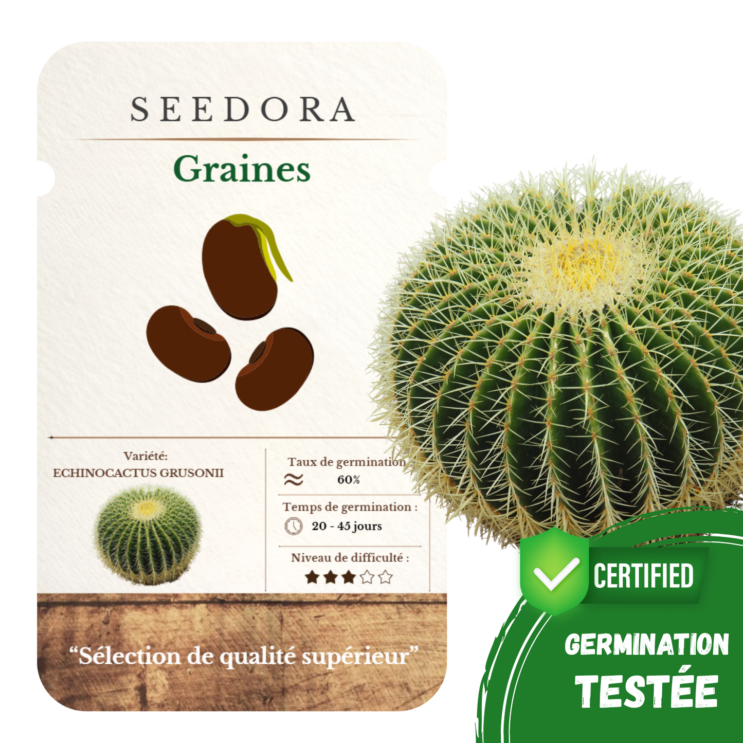 Graines d'Echinocactus Grusonii