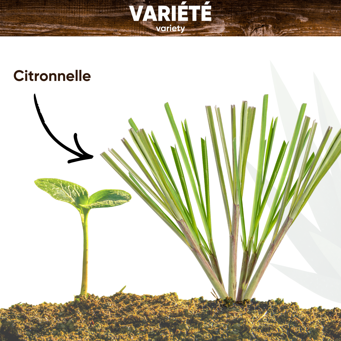 Graines de Citronnelle