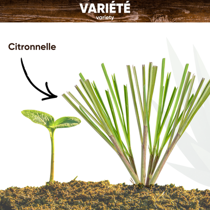 Graines de Citronnelle