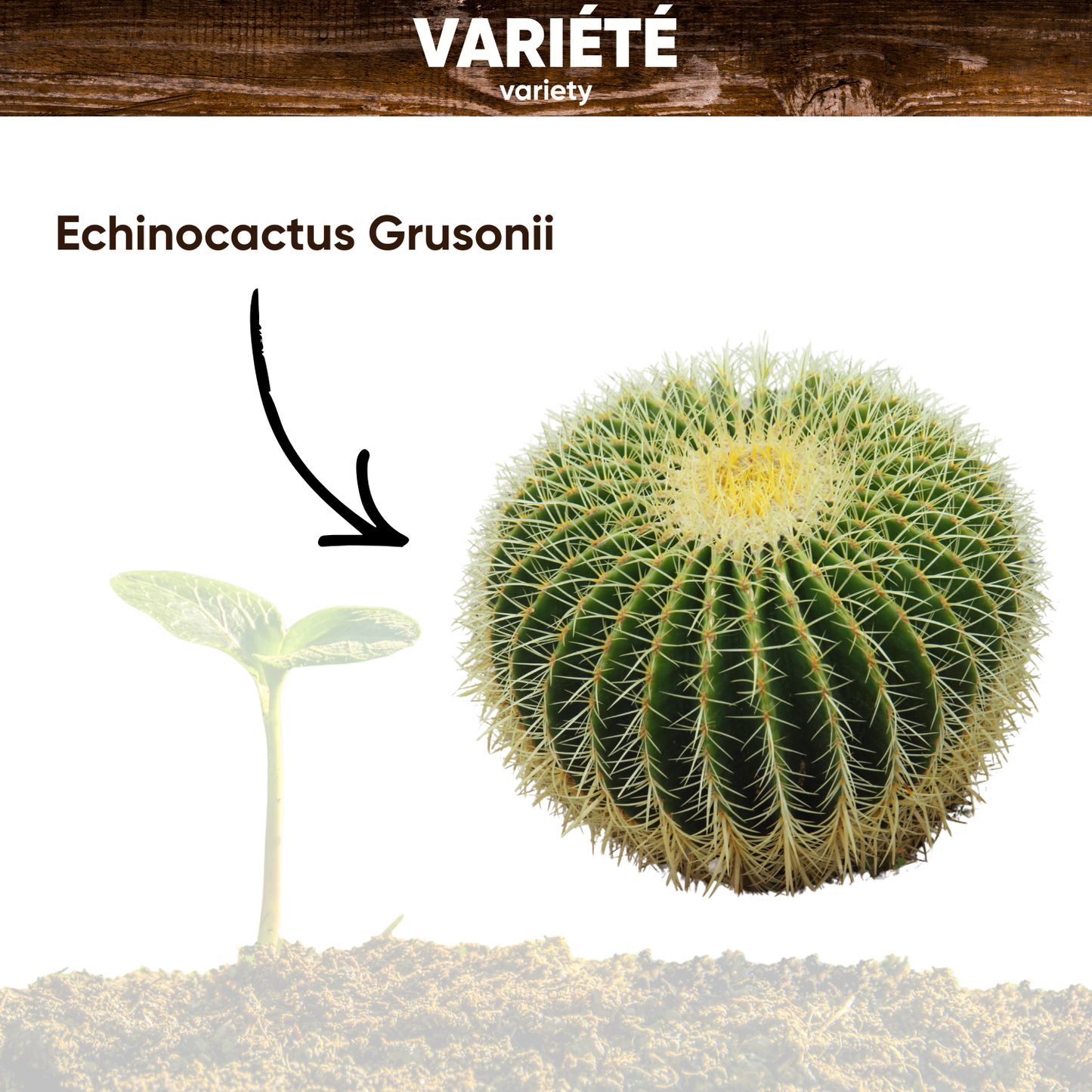Graines d'Echinocactus Grusonii