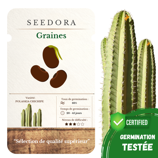 Graines de Cactus Polaskia Chichipe