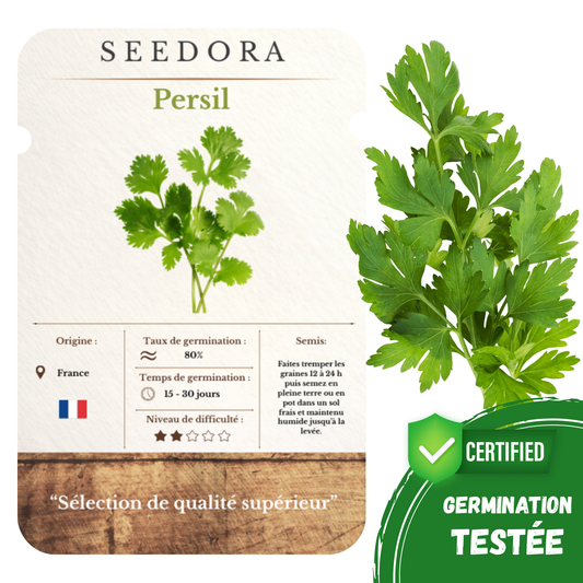 Graines de Persil