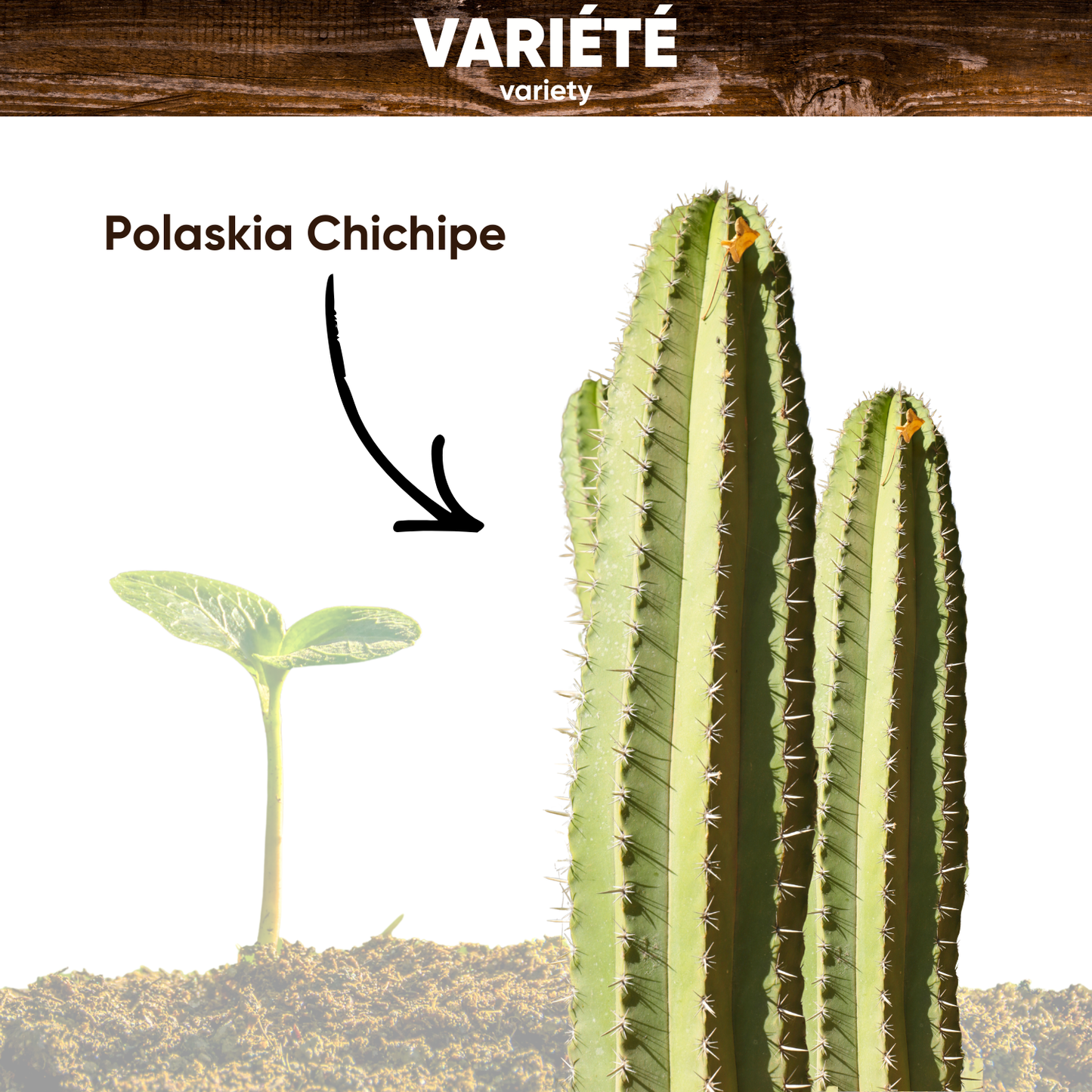 Graines de Cactus Polaskia Chichipe