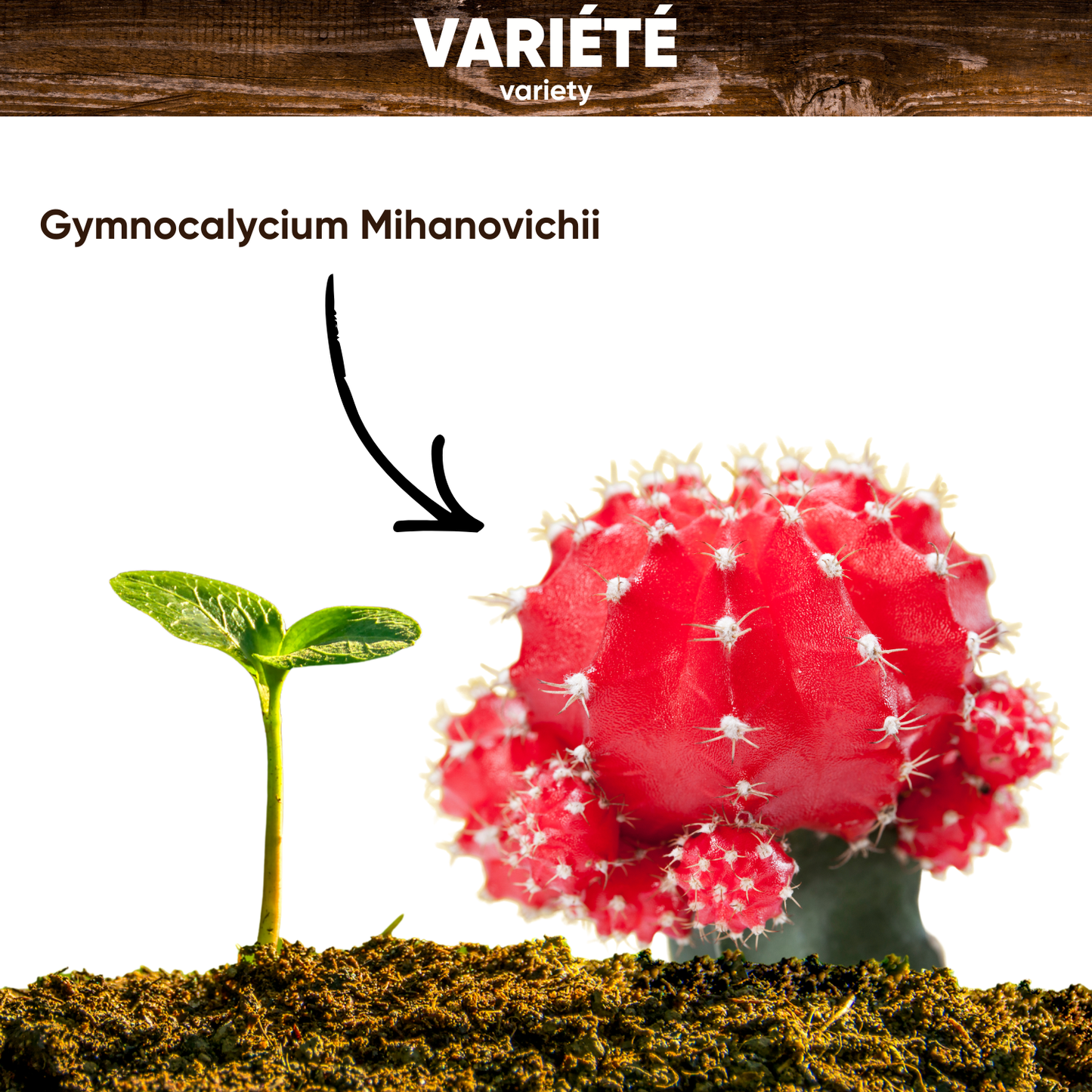 Graines de Gymnocalycium