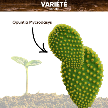 Graines d'Opuntia Microdasys