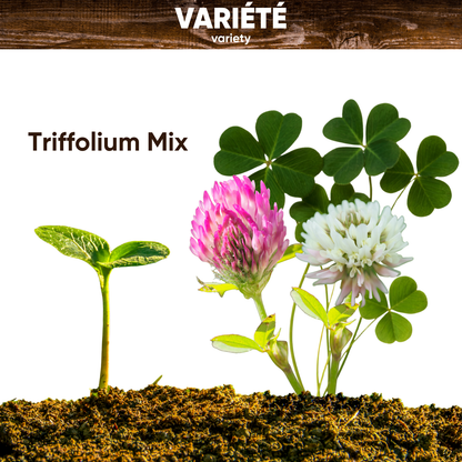 Graines de Trèfle Blanc