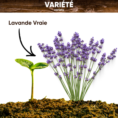 Graines de Lavande Vraie