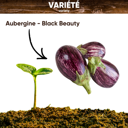 Graines d'Aubergine Black Beauty