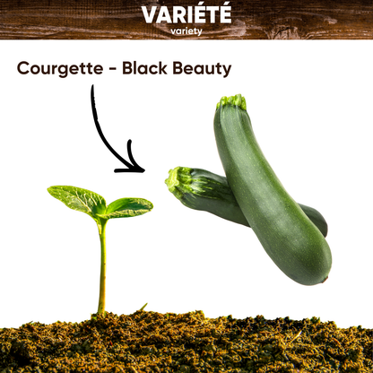 Graines de Courgette Verte