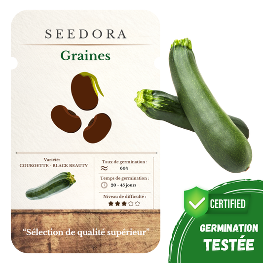 Graines de Courgette Verte
