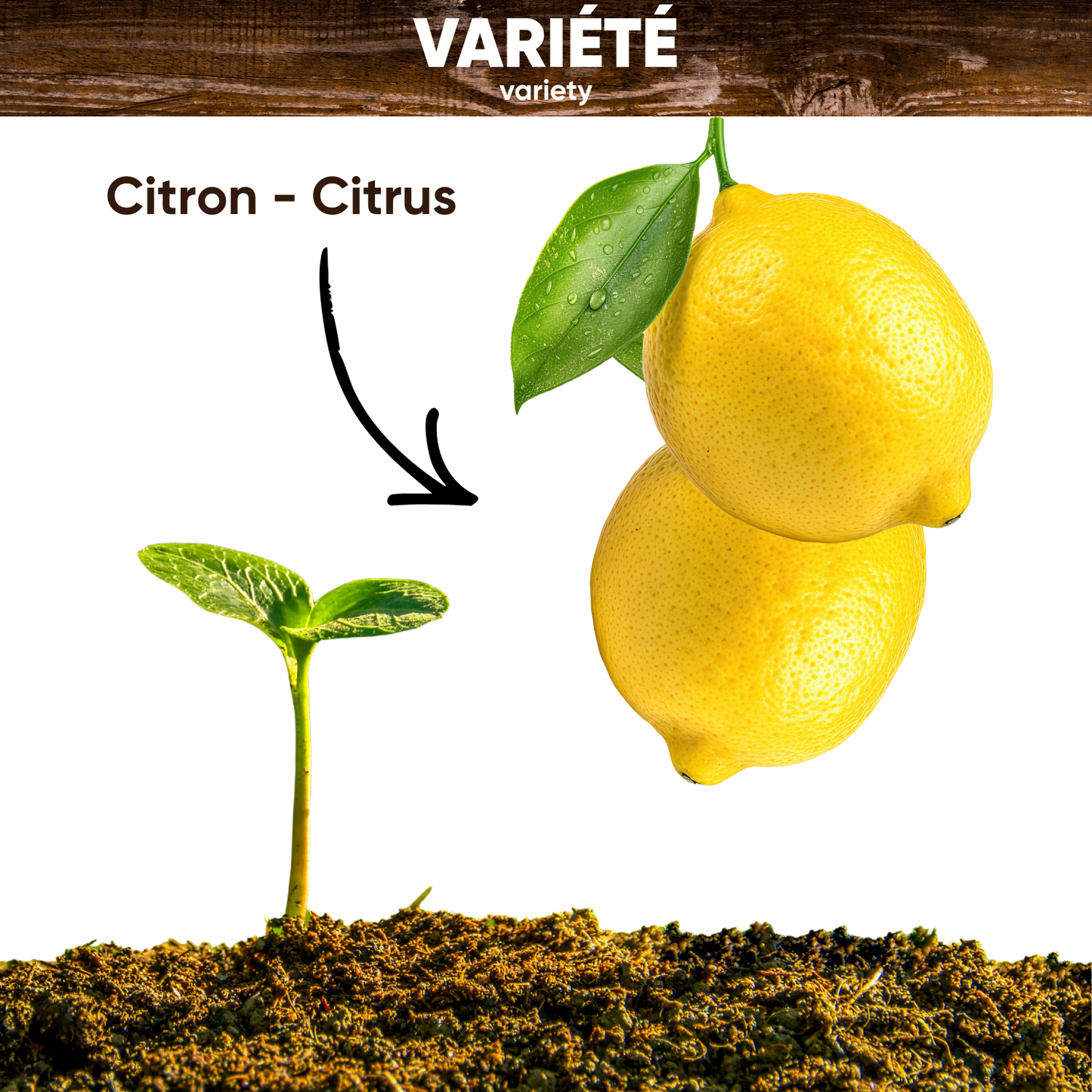 Graines de Citronnier