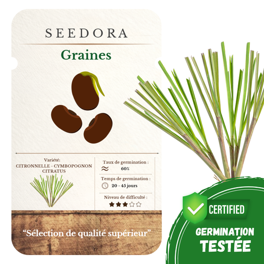 Graines de Citronnelle