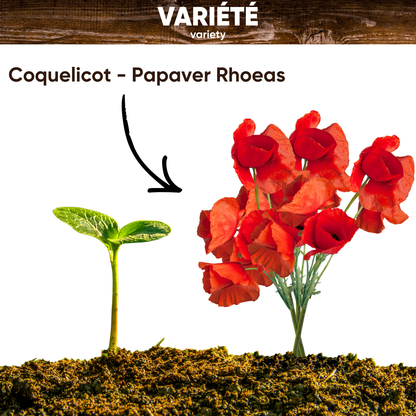 Graines de Coquelicot