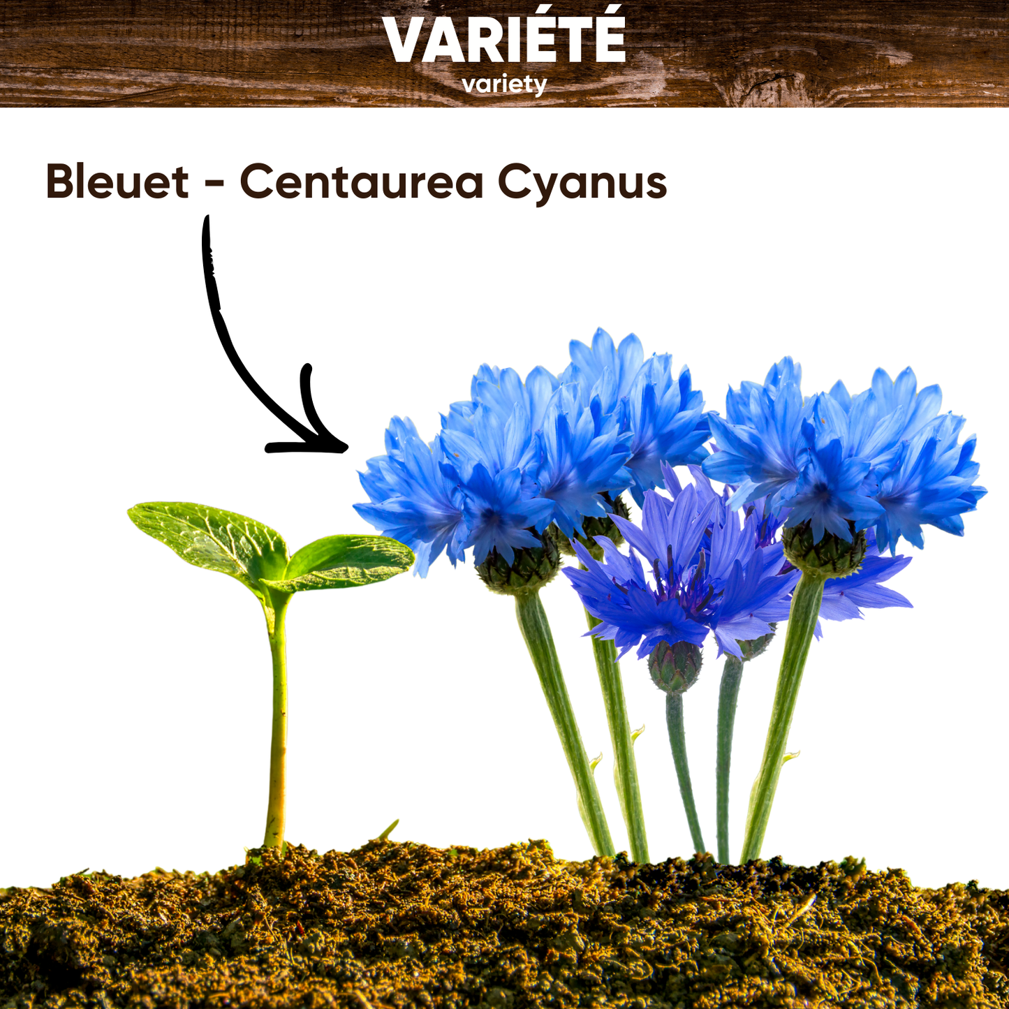 Graines de Bleuet des Champs