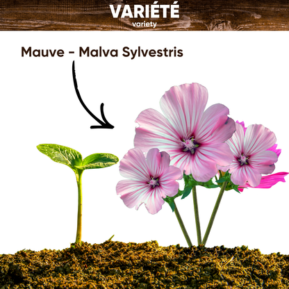 Graines de Mauve Sylvestre