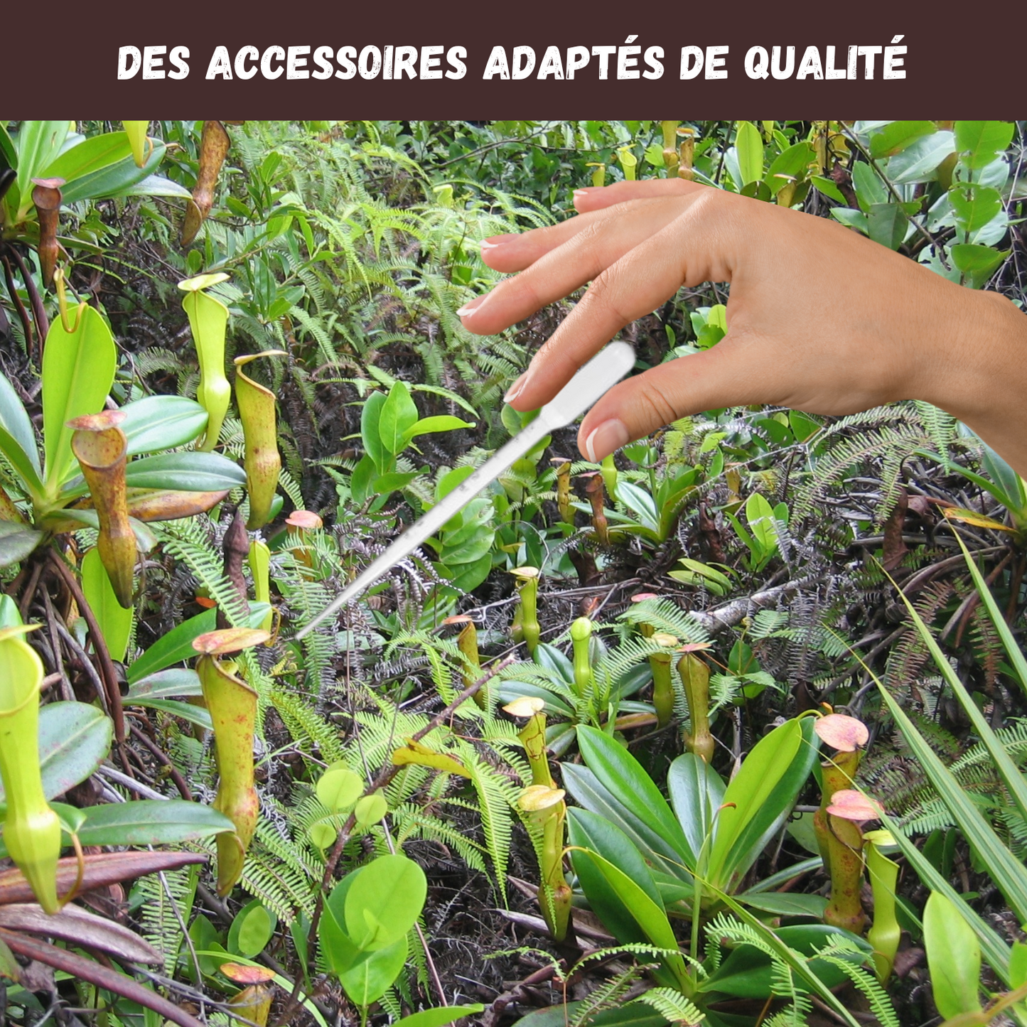 Kit Dionée Attrape-Mouche Plante Carnivore à Faire Pousser – Nopalia