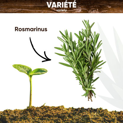 Graines de Romarin