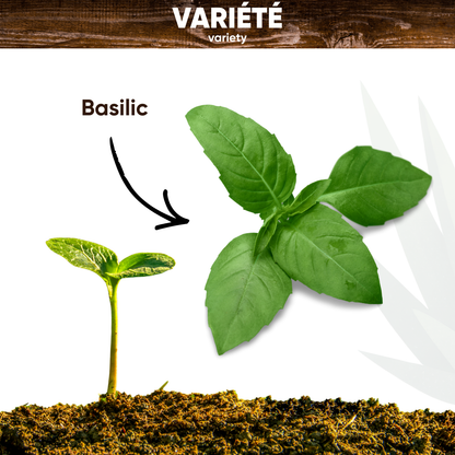 Graines de Basilic Grand Vert
