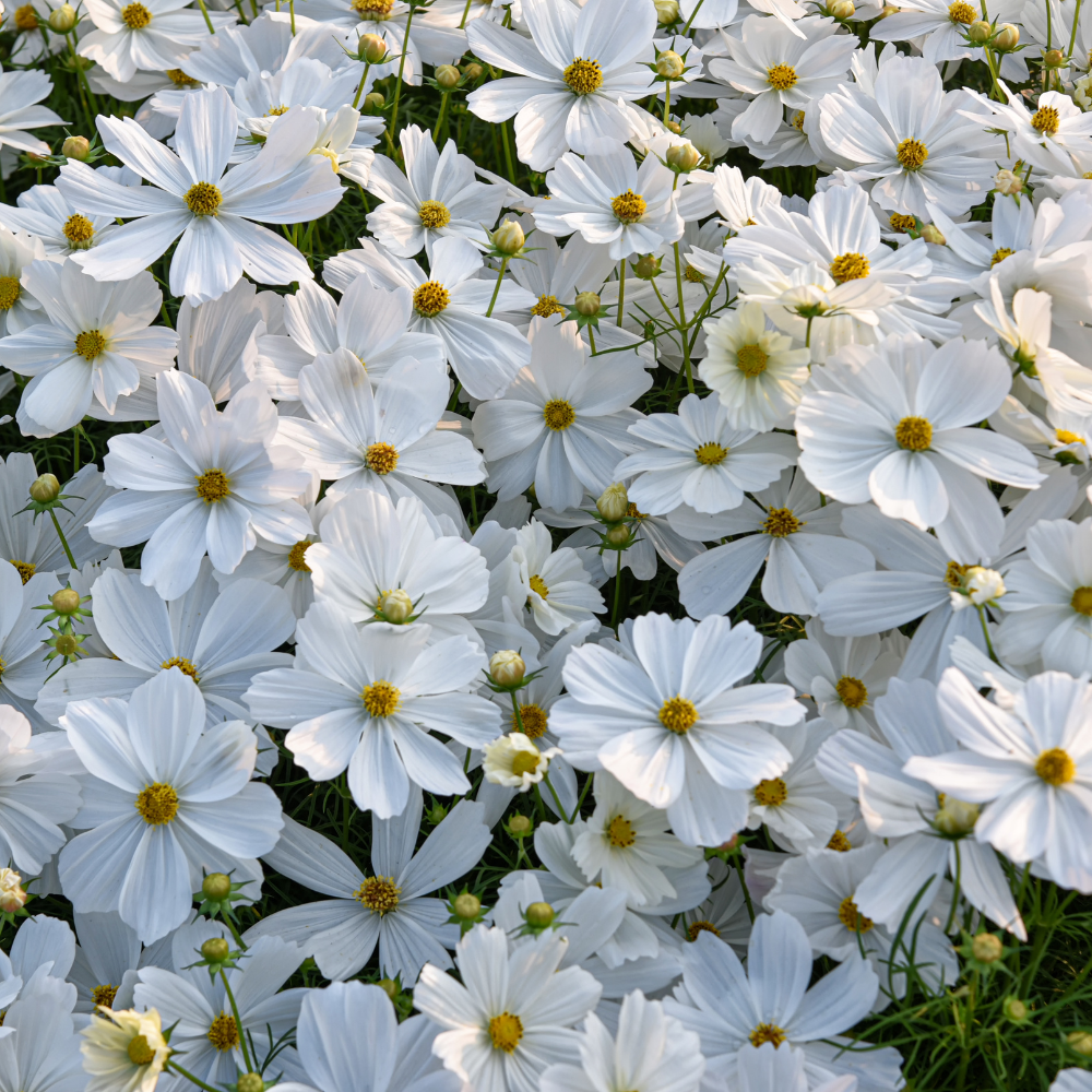 Graines de Cosmos Blanc (Cosmos bipinnatus) – Fleurs annuelles à semer