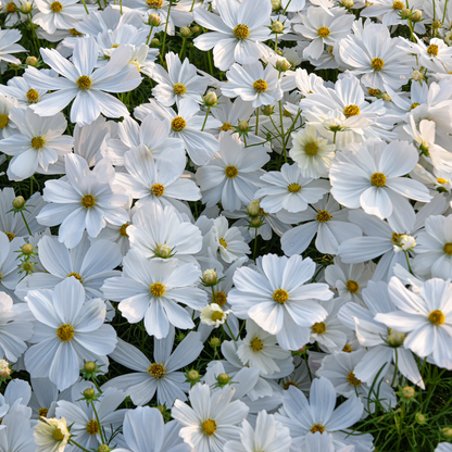 Graines de Cosmos Blanc (Cosmos bipinnatus) – Fleurs annuelles à semer