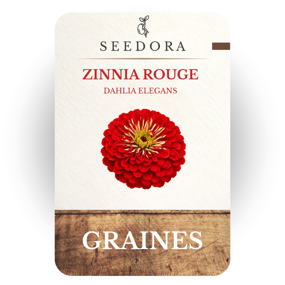 Graines de Zinnias Rouge (Zinnia elegans) – Fleurs annuelles à semer