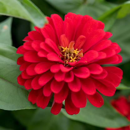 Graines de Zinnias Rouge (Zinnia elegans) – Fleurs annuelles à semer