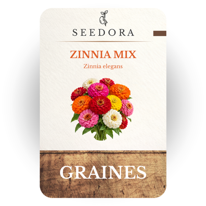 Graines de Zinnias Mix (Zinnia elegans) – Fleurs annuelles multicolores à semer